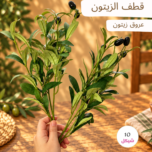 قطف الزيتون - عروق زيتون اخضر